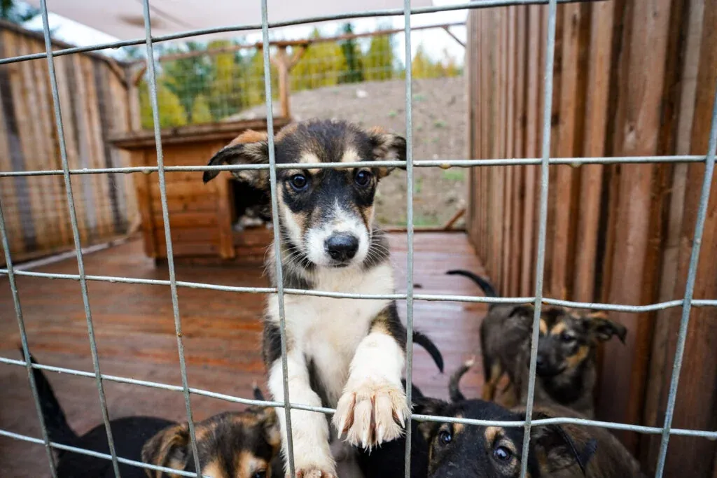 Husky Farm Visit in Rovaniemi