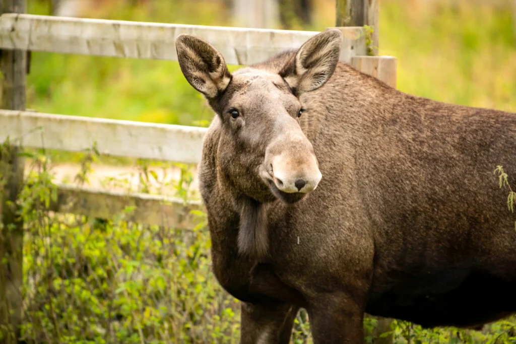 Ranua Wildlife Park offers to see around 50 different species of Arctic animals