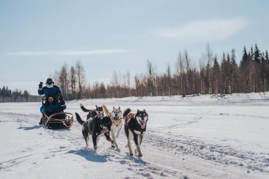 The Husky Forest Escape