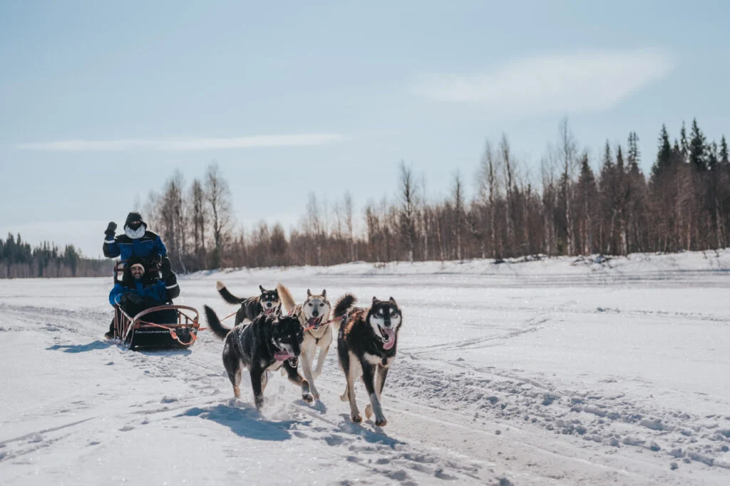 The Husky Forest Escape