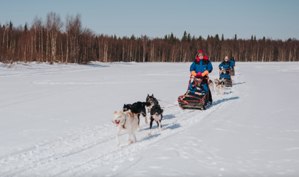 Husky Safari in Rovaniemi