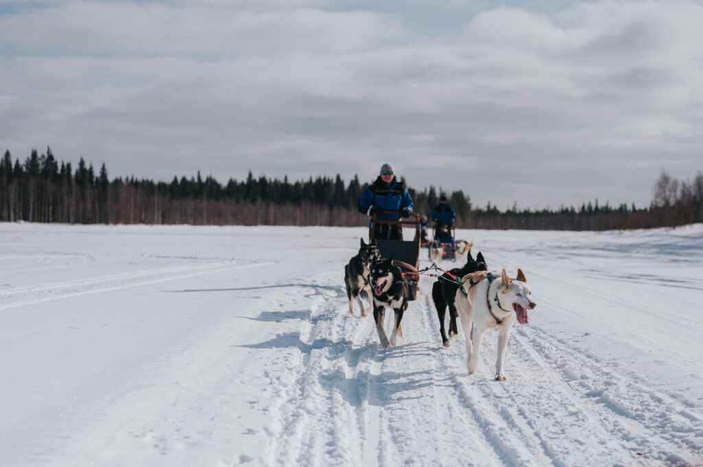 The Husky Forest Escape - 10 km Husky Safari