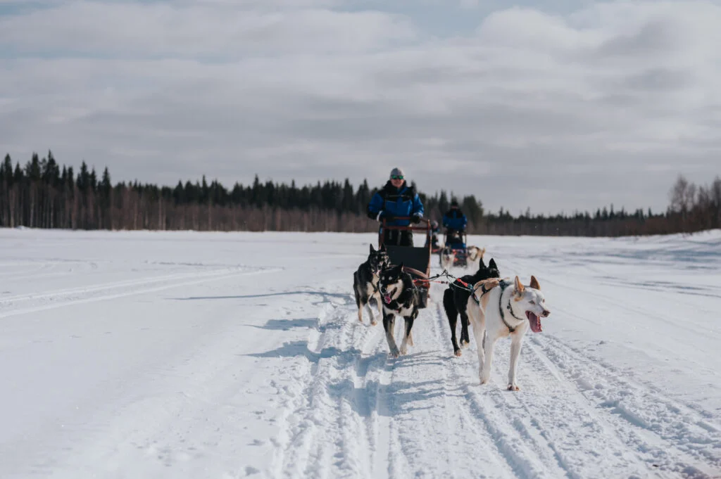 The Husky Forest Escape - 10 km Husky Safari