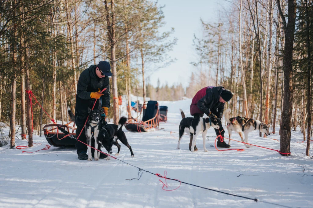 The Husky Forest Escape - 10 km Husky Safari