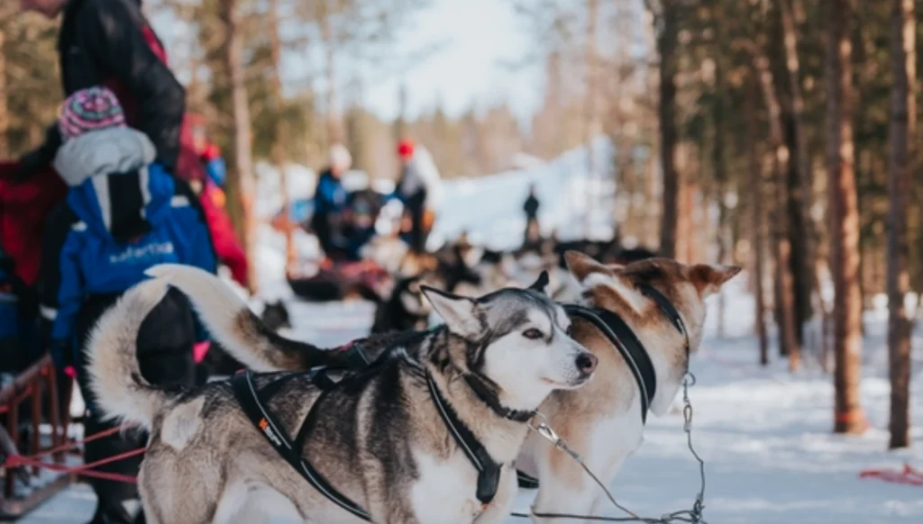 The Husky Forest Escape