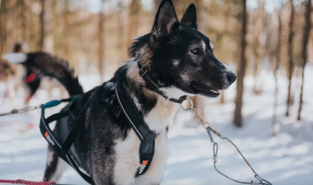 Husky Safari in Rovaniemi