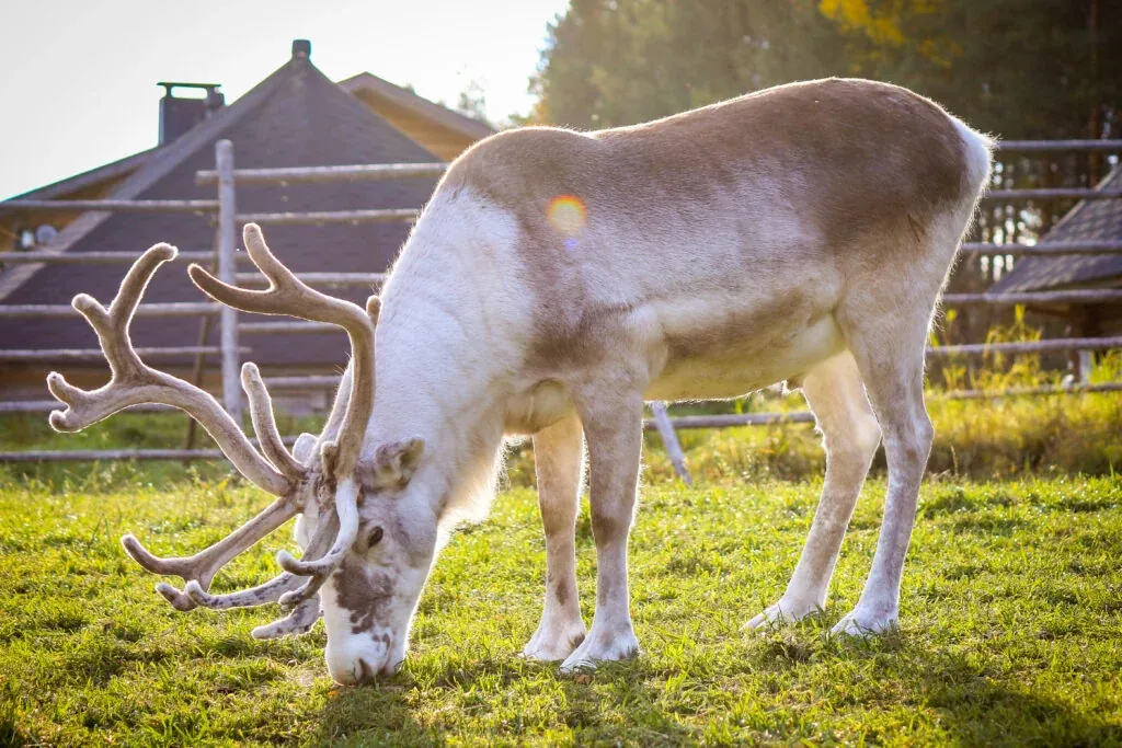 Traditional Reindeer Farm Visit in Rovaniemi
