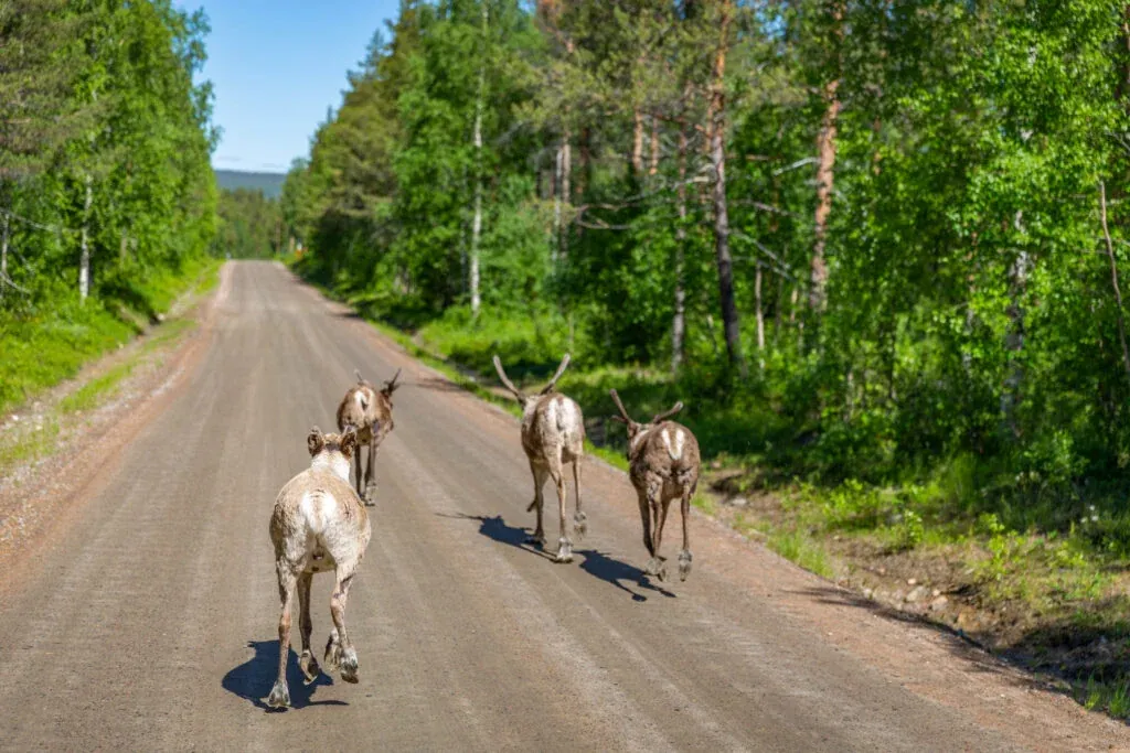 Reindeer - the most iconic Lappish animal