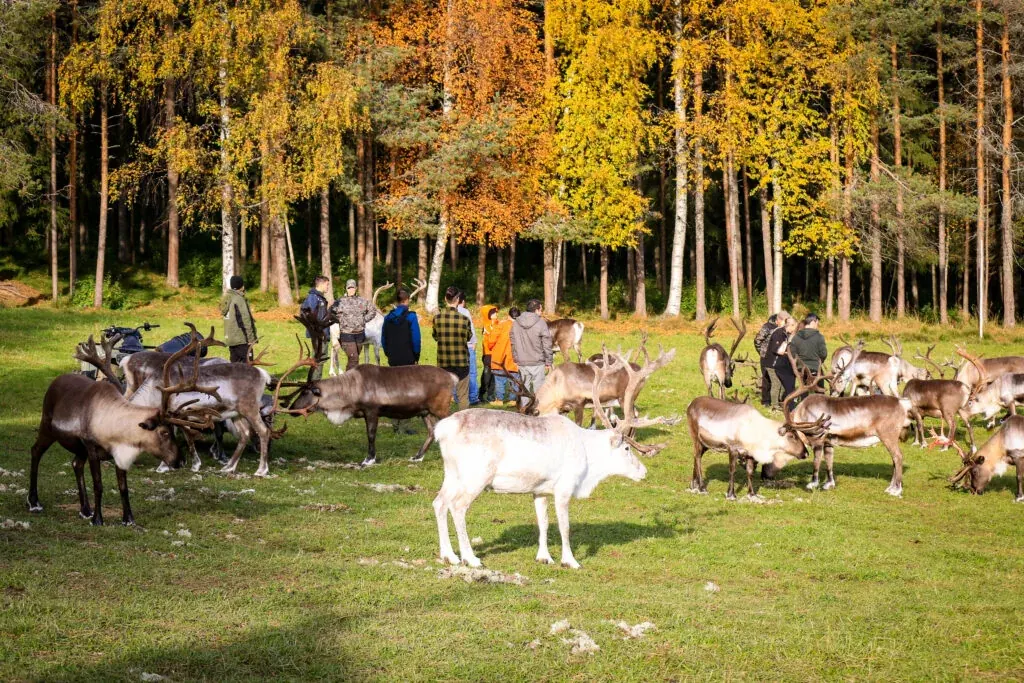 Traditional Reindeer Farm Visit in Rovaniemi