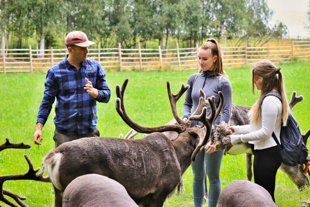 Feeding the reindeer at the farm