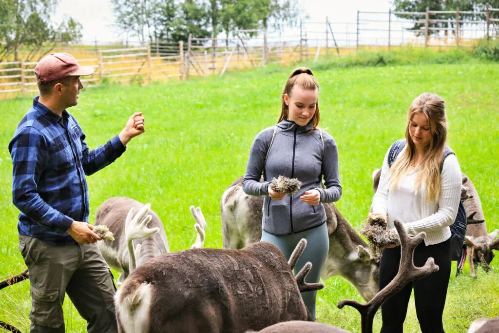 Learning about reindeer husbandry