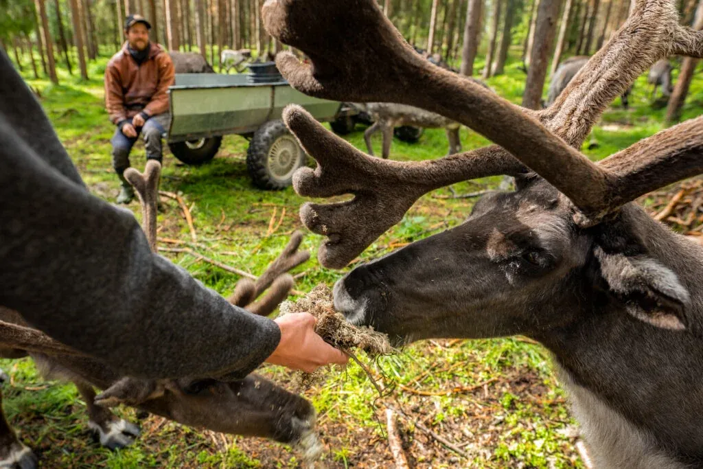 Feeding the reindeer at the farm