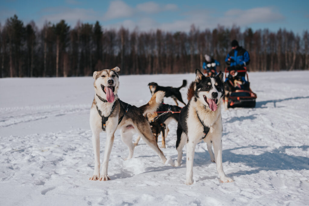 Trail of Tails: Step into the Mushing Life with 5 km Husky Adventure