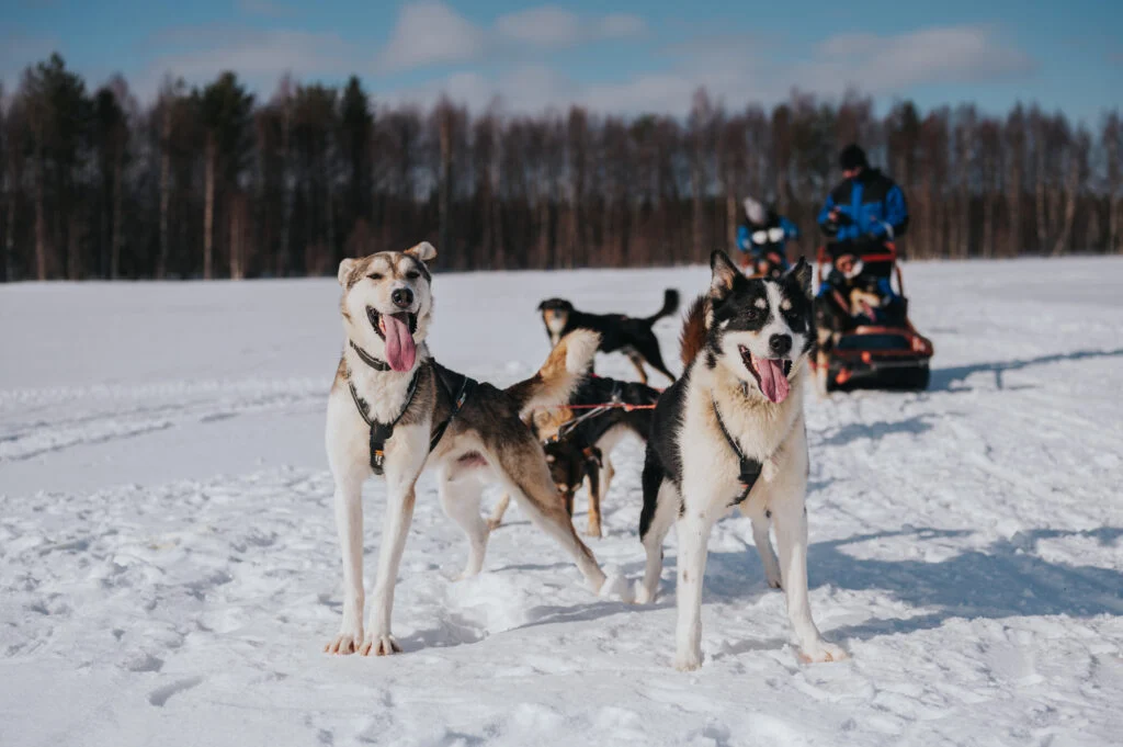 Trail of Tails: Step into the Mushing Life with 5 km Husky Adventure