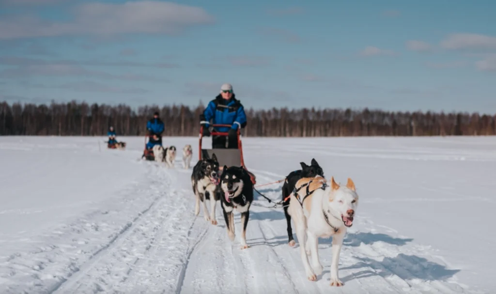 Trail of Tails - 5 km Husky Adventure in Rovaniemi