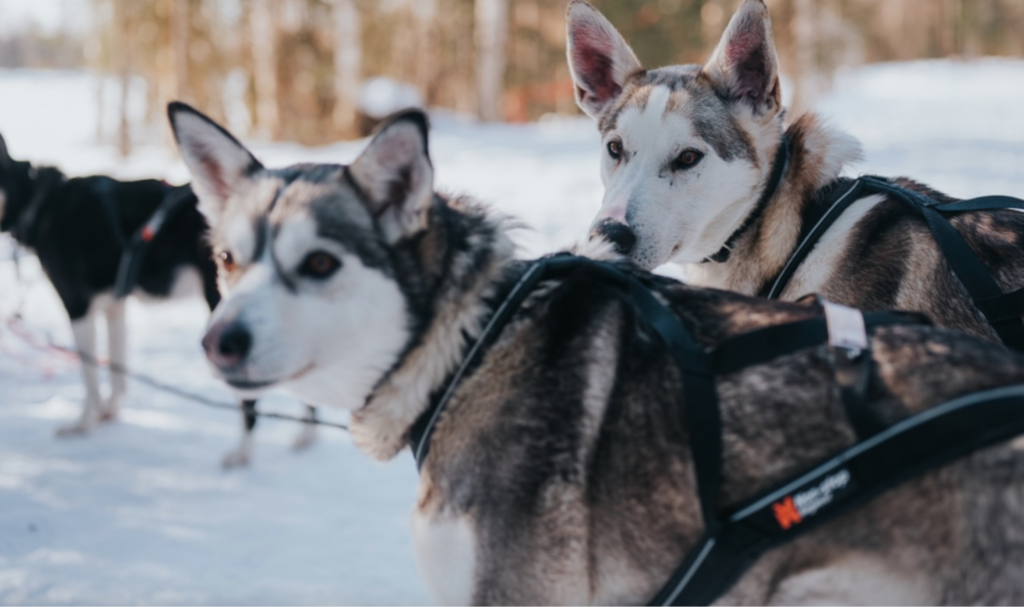 Husky Safari in Rovaniemi