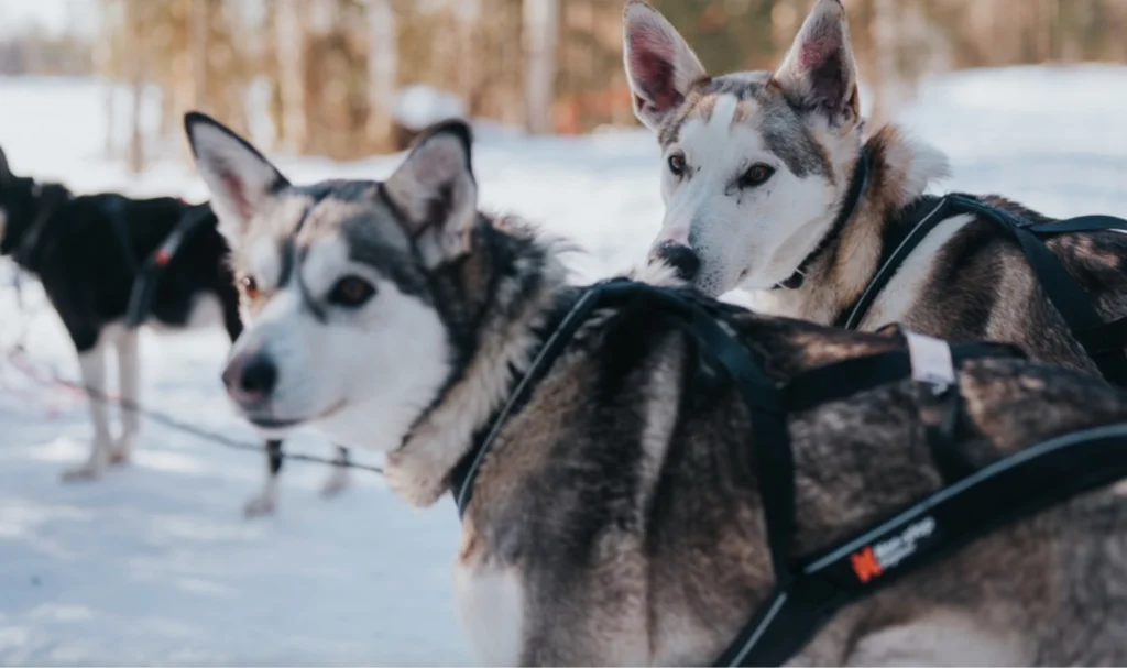Husky Safari in Rovaniemi