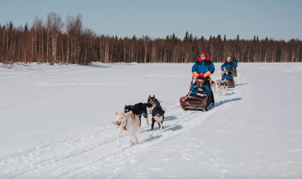 Husky Safari in Rovaniemi