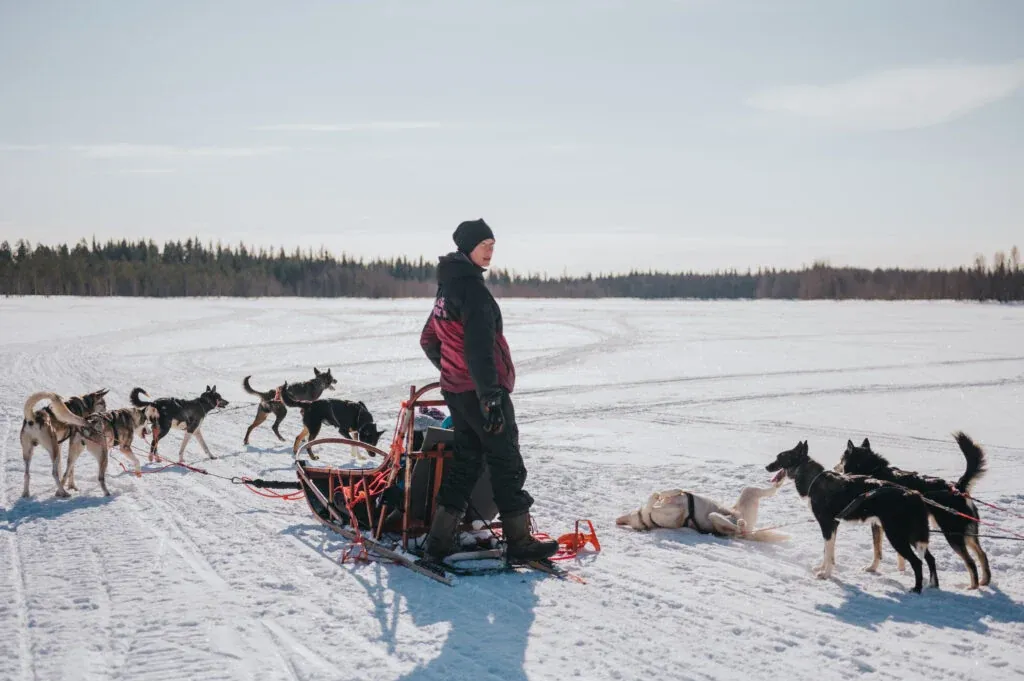 Husky Adventure in Lapland