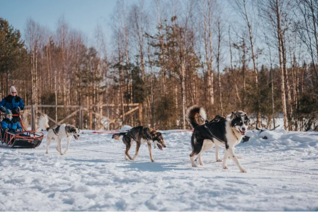 Husky Adventure in Lapland