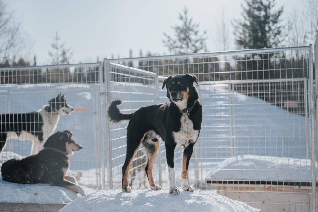 Huskies - the iconic animals of Arctic