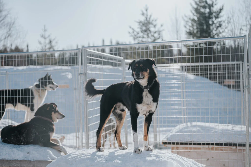 Huskies - the iconic animals of Arctic