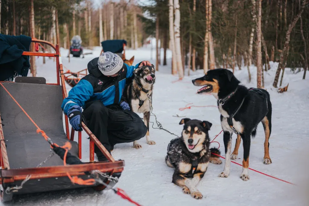 Trail of Tails - 5 km Husky Adventure in Rovaniemi