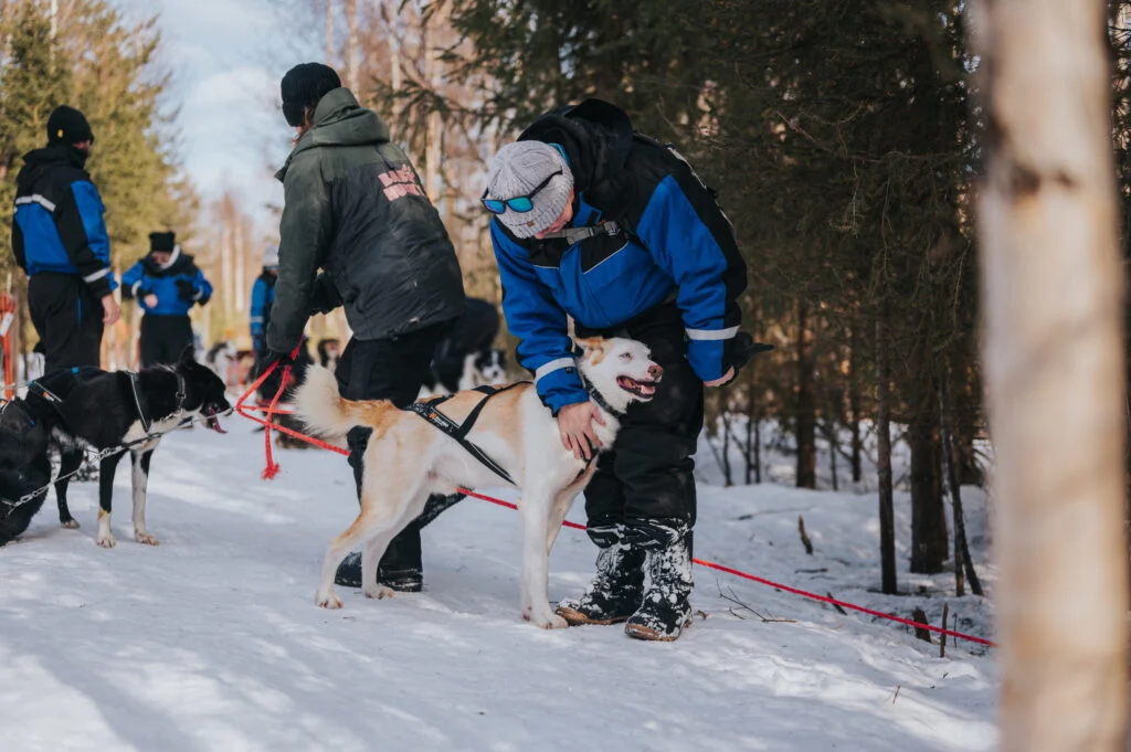 Trail of Tails - 5 km Husky Adventure in Rovaniemi