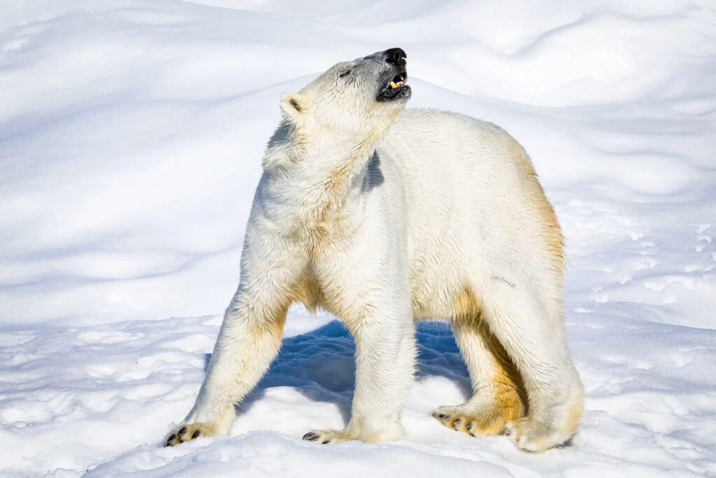 Polar bear in Ranua Wildlife Park