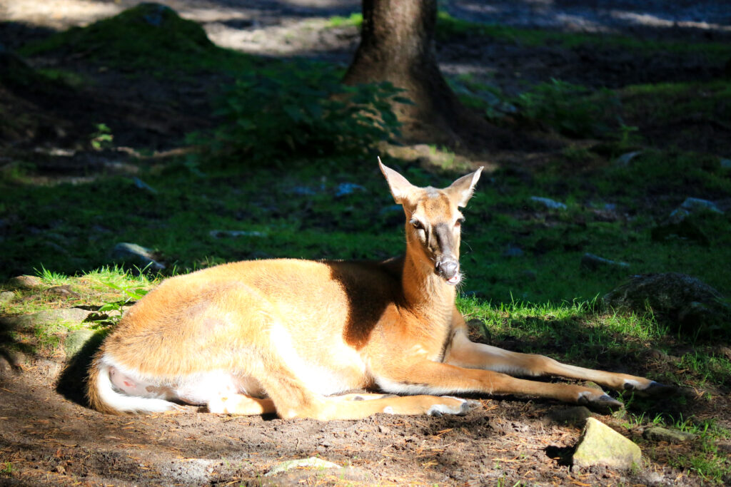 Meet all the Arctic animals in Ranua Wildlife Park