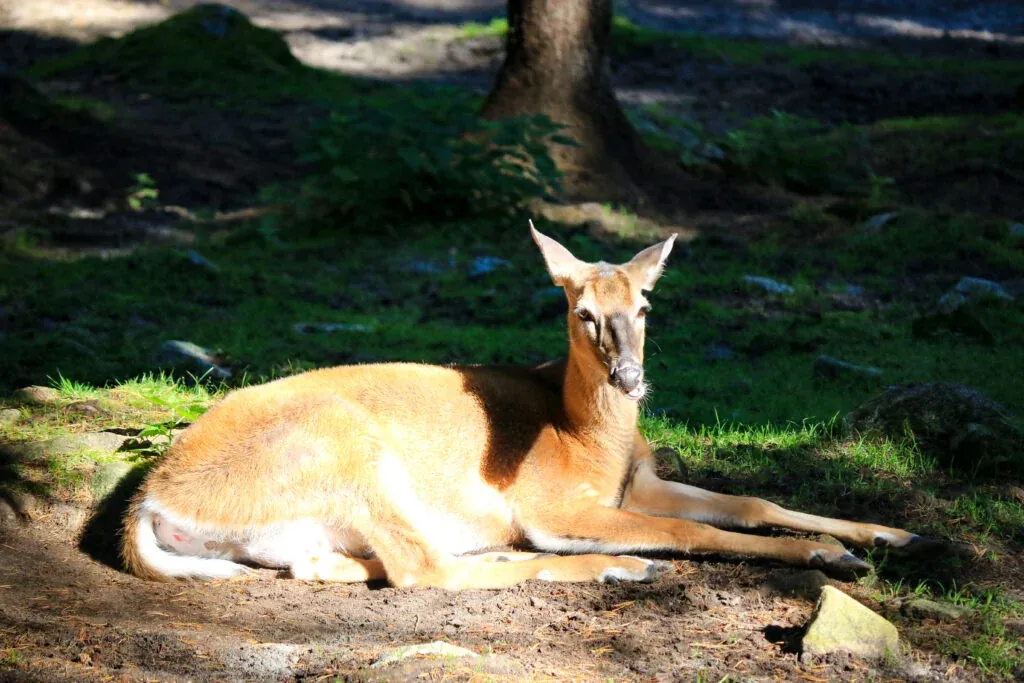 Meet all the Arctic animals in Ranua Wildlife Park