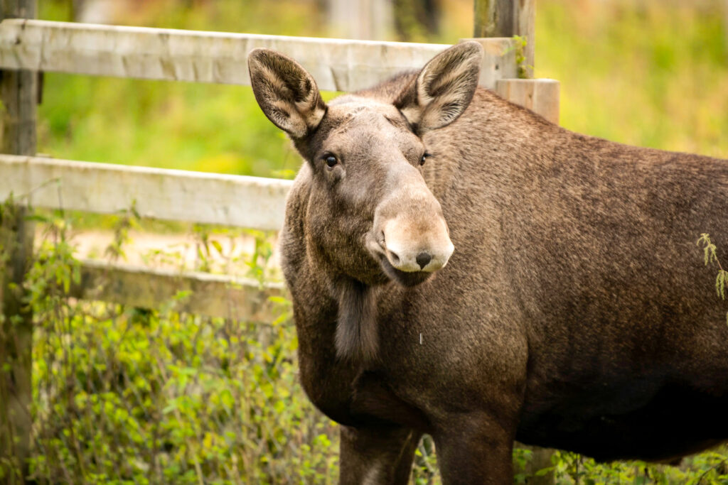 Meet all the Arctic animals in Ranua Wildlife Park