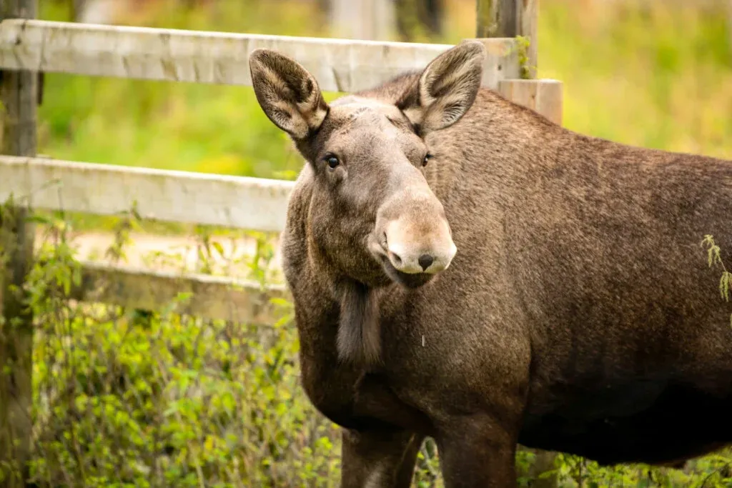Meet all the Arctic animals in Ranua Wildlife Park