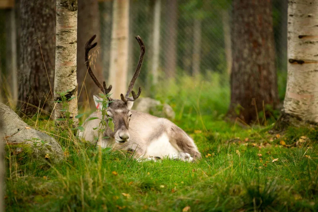 Ranua Wildlife Park offers to see around 50 different species of Arctic animals