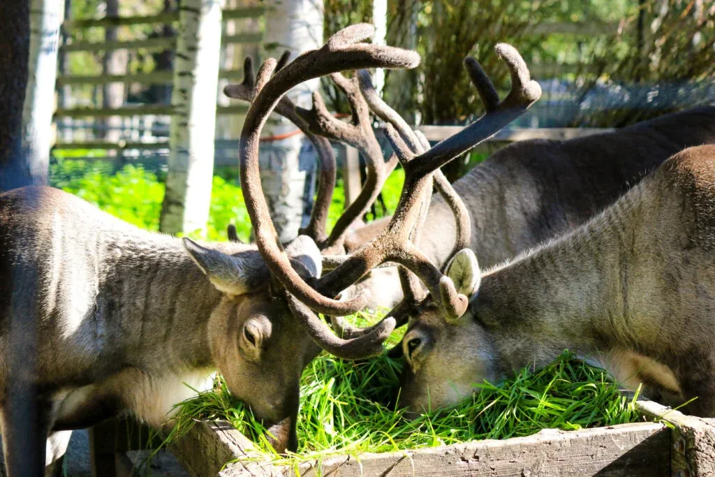 Meet all the Arctic animals in Ranua Wildlife Park