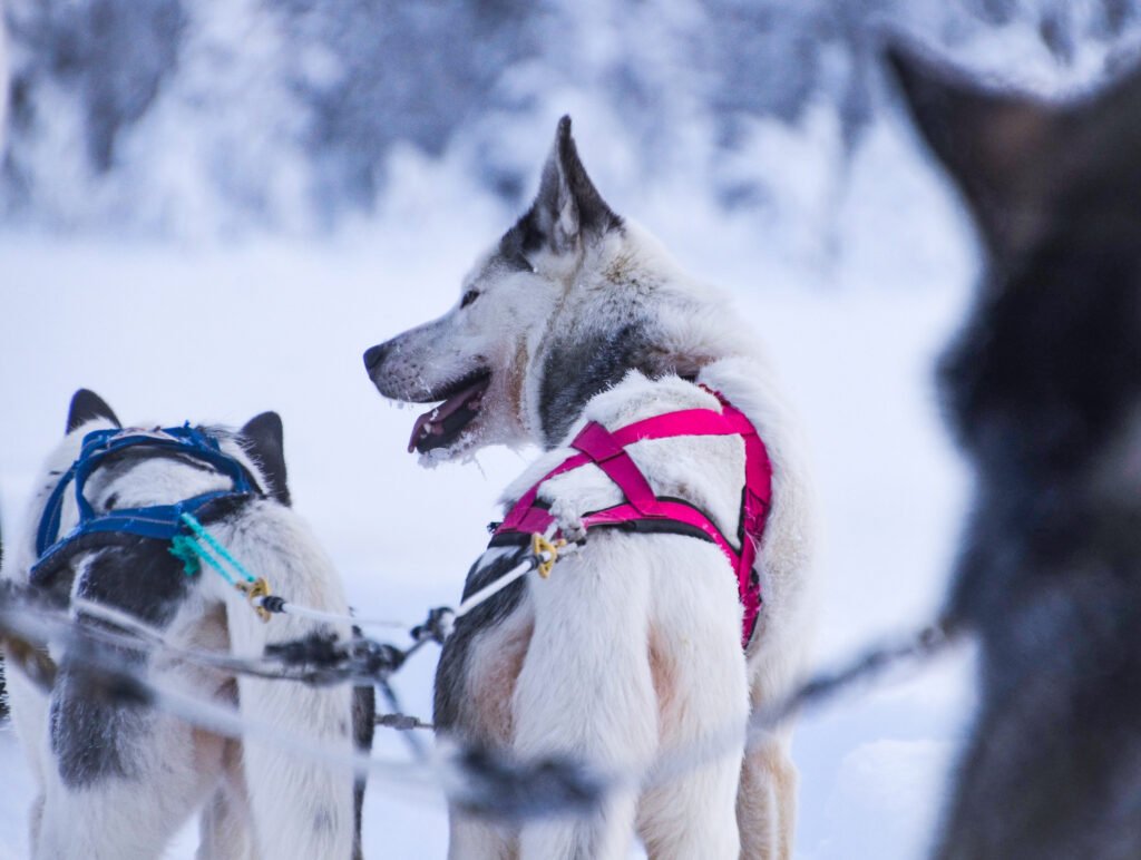 Husky Safari in Lapland