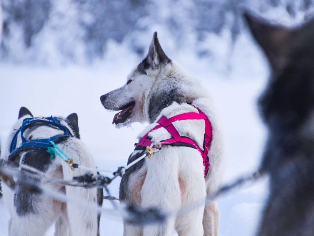 Husky Safari in Lapland