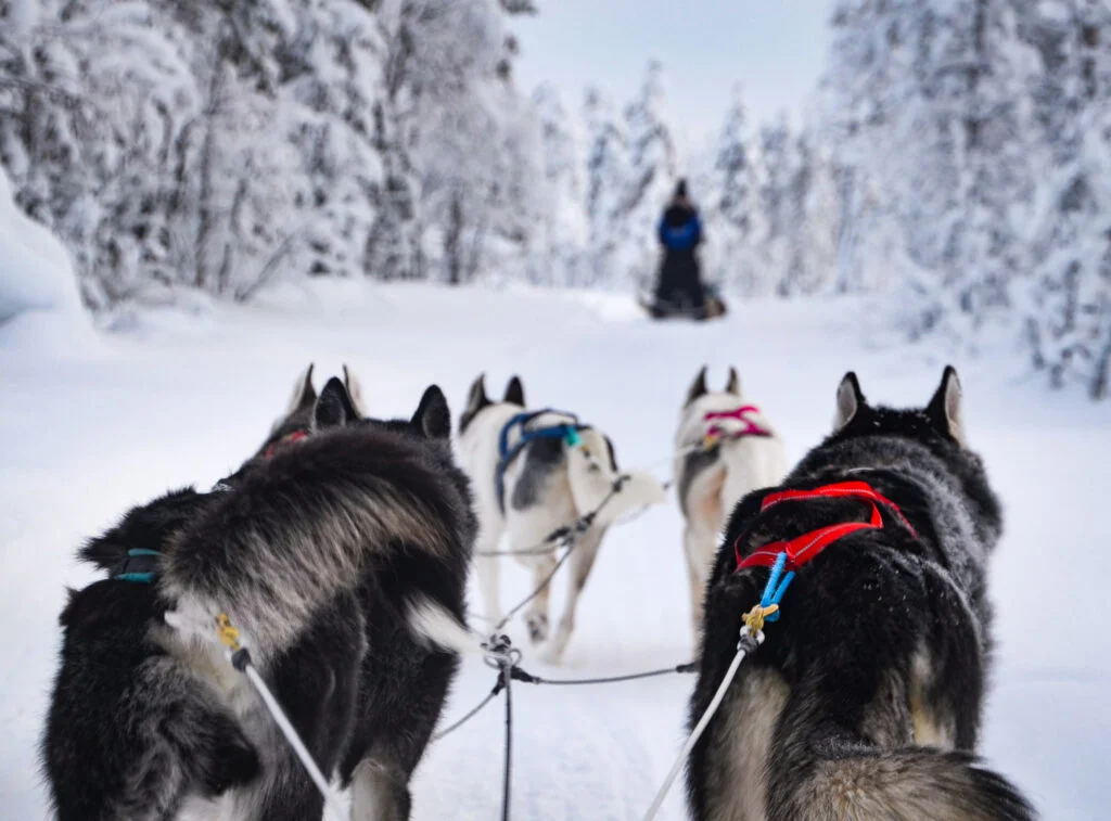 Husky Safari in Rovaniemi