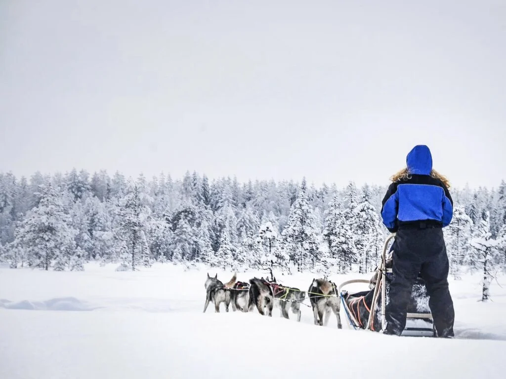 Husky Safari in Rovaniemi