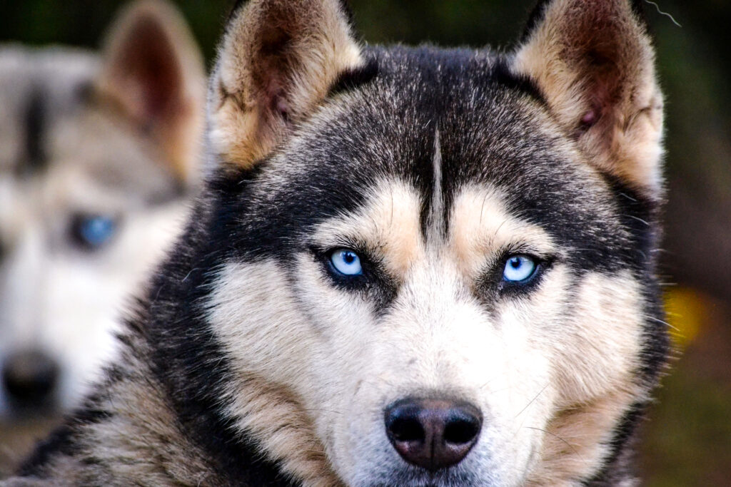 Husky Safari in Rovaniemi