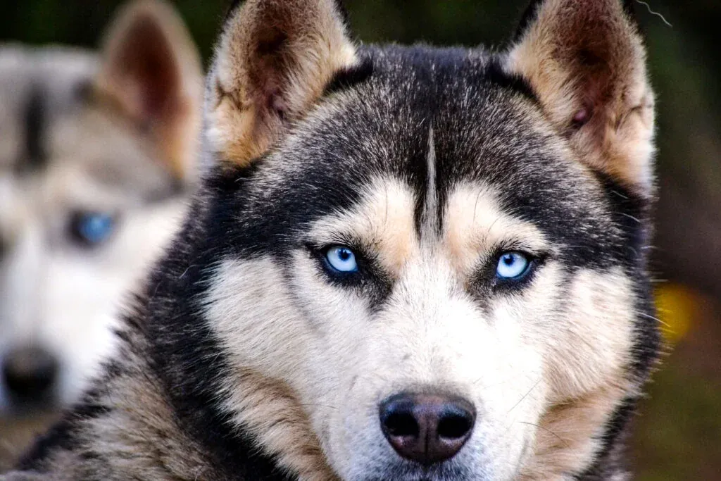 Husky Safari in Rovaniemi