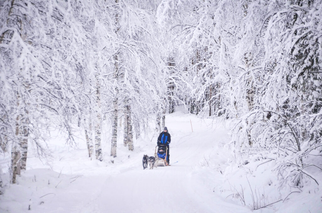 Husky Safari in Lapland