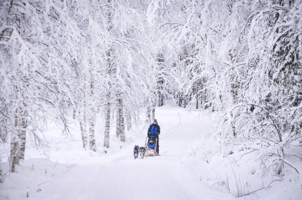 Husky Safari in Lapland