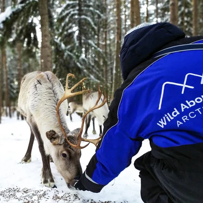 Wild About Lapland guide feeding a reindeer in a snowy forest