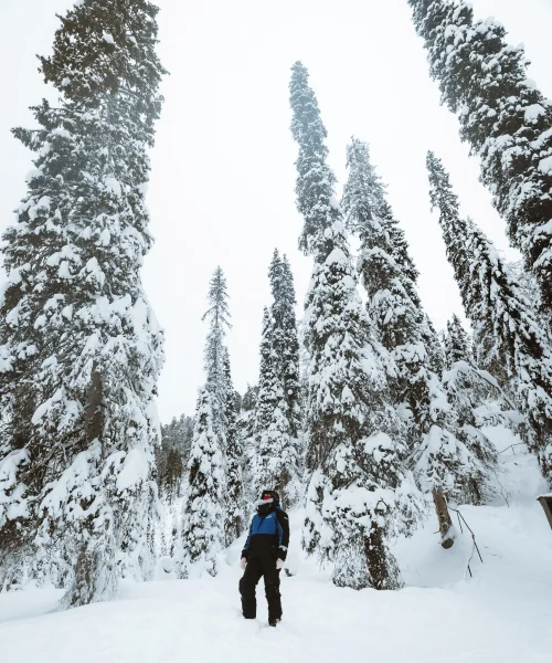 Wild About Lapland experience