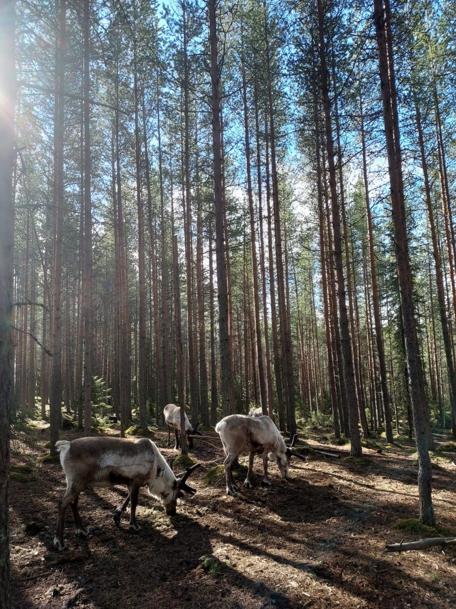 In the middle of the wilderness...