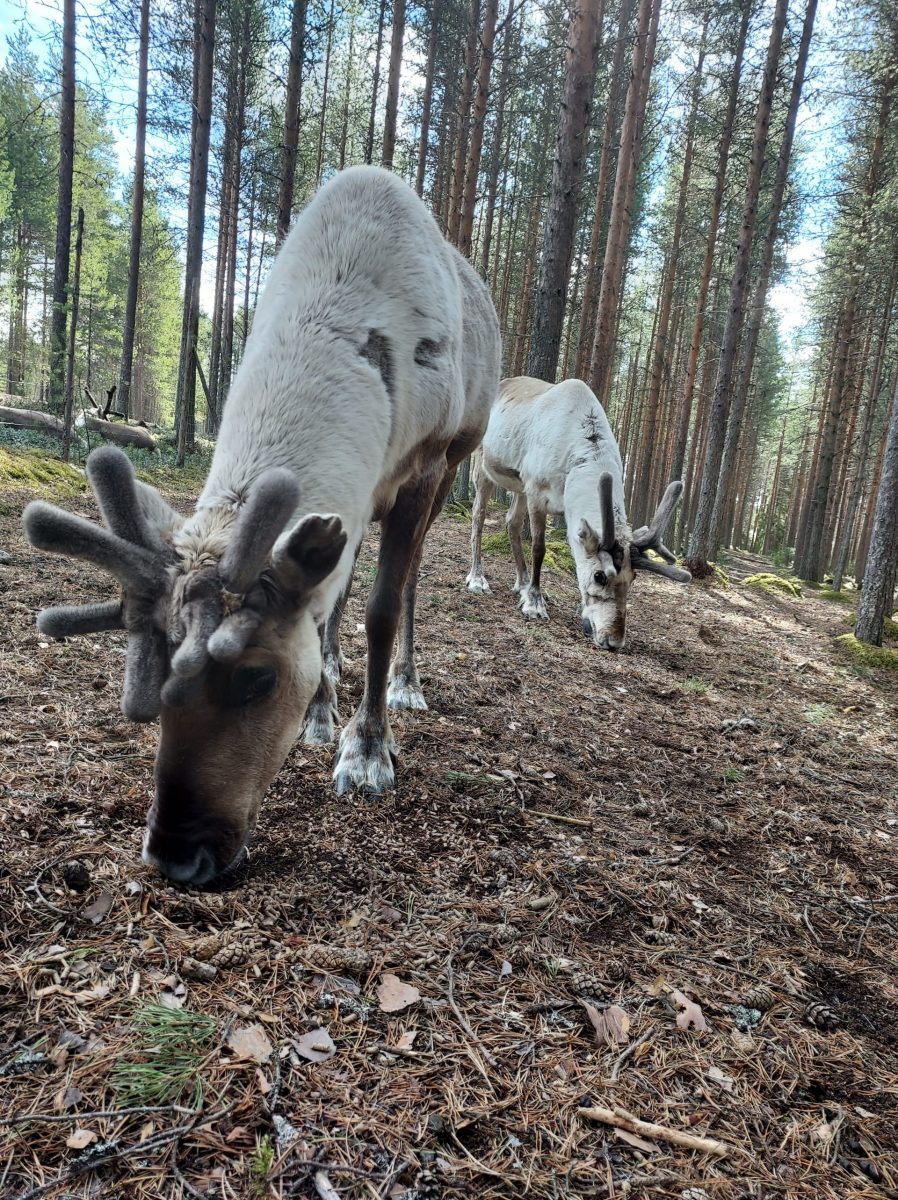 Reindeer