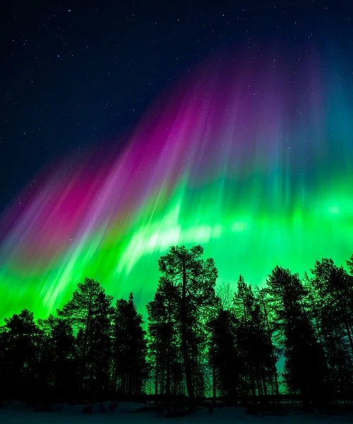 Wild About Lapland experience
