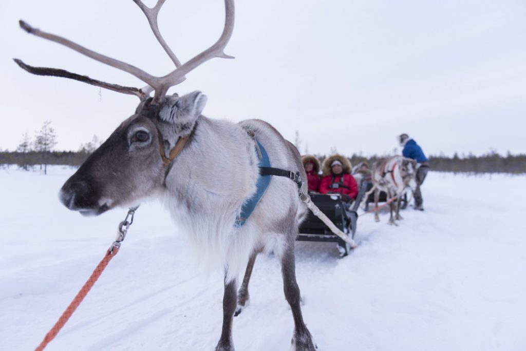 Long Reindeer Sleigh Ride
