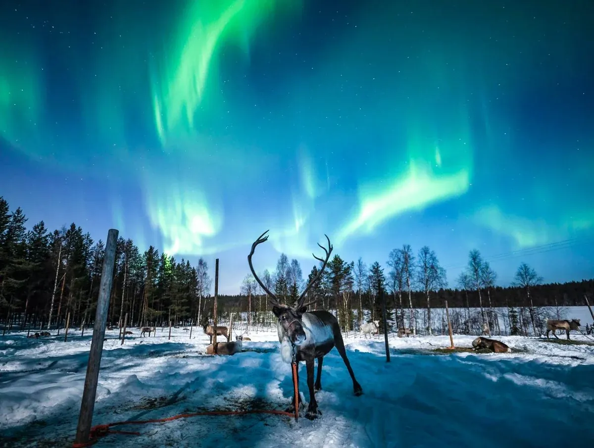 Chasing Auroras by Reindeer Safari